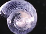 Pteropod shell