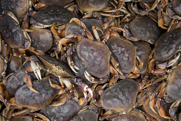 Dungeness crab in a crab hold. Credit: Austin Trigg, NMFS