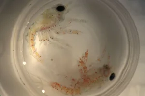 Two lobster larvae in a dish during an ocean acidification experiment. Image taken from VA Sea Grant