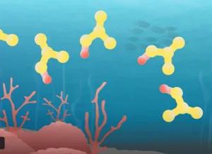 Corals depicted with ocean chemistry to illustrate how ocean acidification affects coral growth. Image taken from video produced by Carbon Brief (https://www.youtube.com/watch?v=ccYvlbcBlTY)