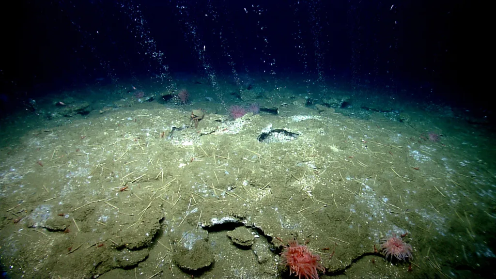 Methane seeps from the benthos in the Atlantic. Credit: NOAA Ocean Exploration