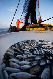 Fishery-responsive management is an important component of implementing any marine carbon dioxide removal. Pictured are fishermen at sea with fish in a hold. Credit: iStock