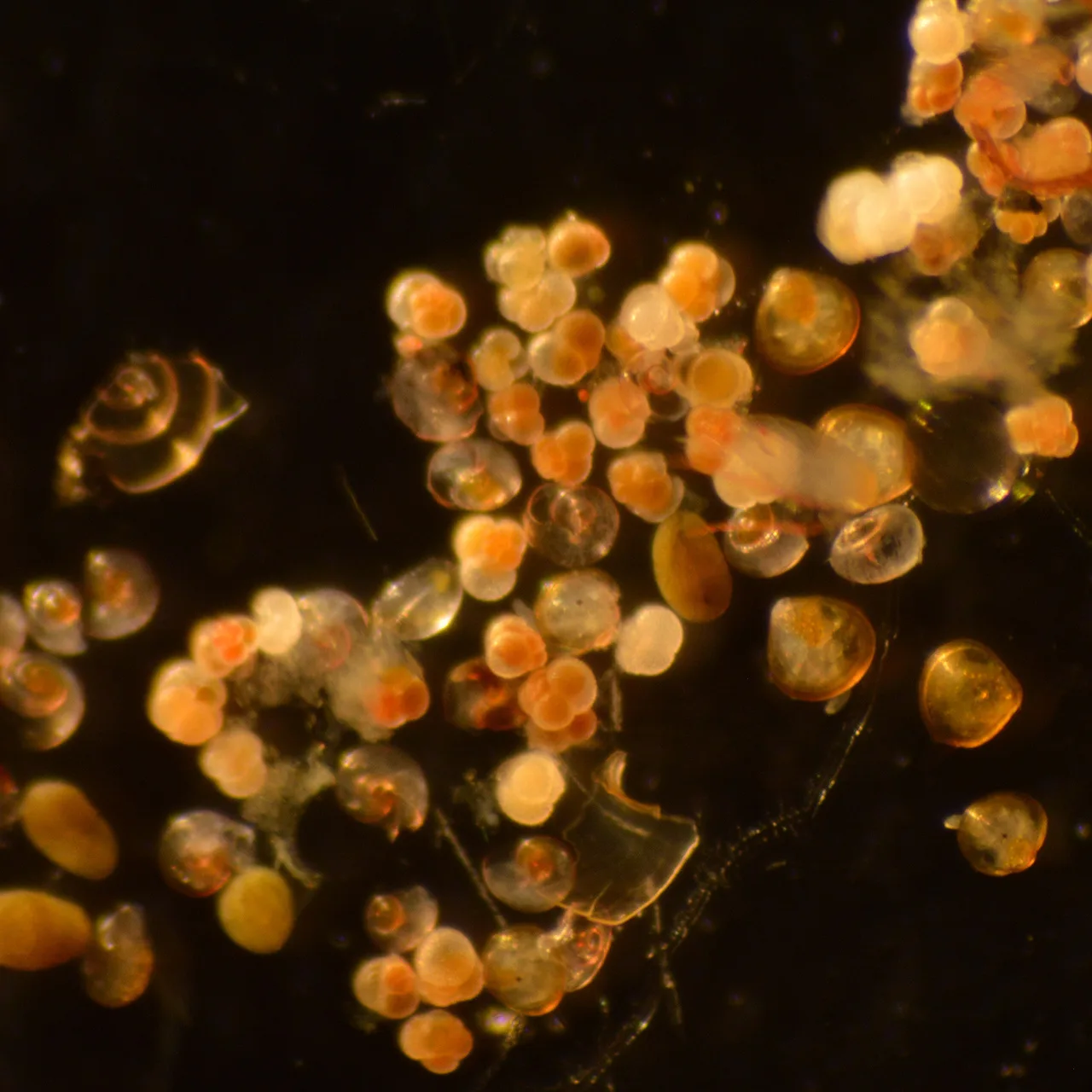 The colder water assemblage of foraminifera. T. quinqueloba, N. incompta and G. falconensis are common. Credit: NOAA Fisheries