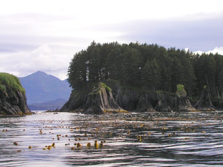 Spruce Island in the Kodiak region of Alaska. Bull kelp at water's surface with island in the background. Ocean acidification monitoring in this region helps prepare Kodiak Tribes for the impacts of ocean change. Credit: NOAA