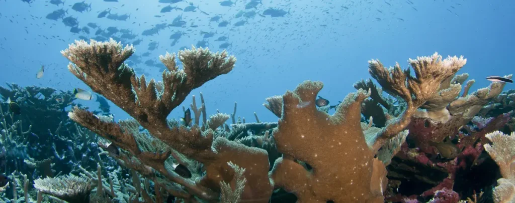 Schooling black jack fish behind coral reef