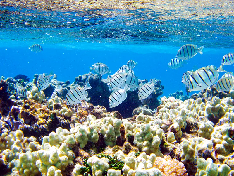 Manini or convict tangs amongst finger coral in shallow water.