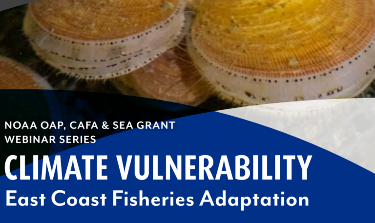 NOAA Climate Vulnerability Webinar Series launches September 23, 2024 at 3:30pm ET. The focus of this webinar is East Coast fisheries adaptation. Featured here is an image of Atlantic Sea Scallops (Credit: NEFSC)