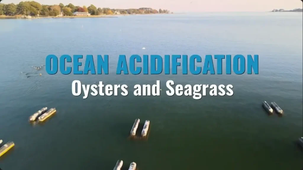 Video Thumbnail for MACAN Video: Ocean Acidification - Oysters and Seagrass