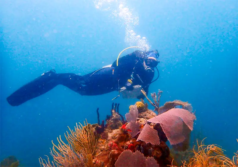 Diver surveying coral reef in La Parguera, Puerto Rico