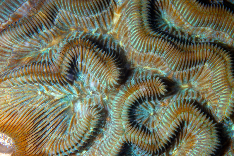 Wave coral in the Florida Keys National Marine Sanctuary. Credit: Greg McFall, NOAA