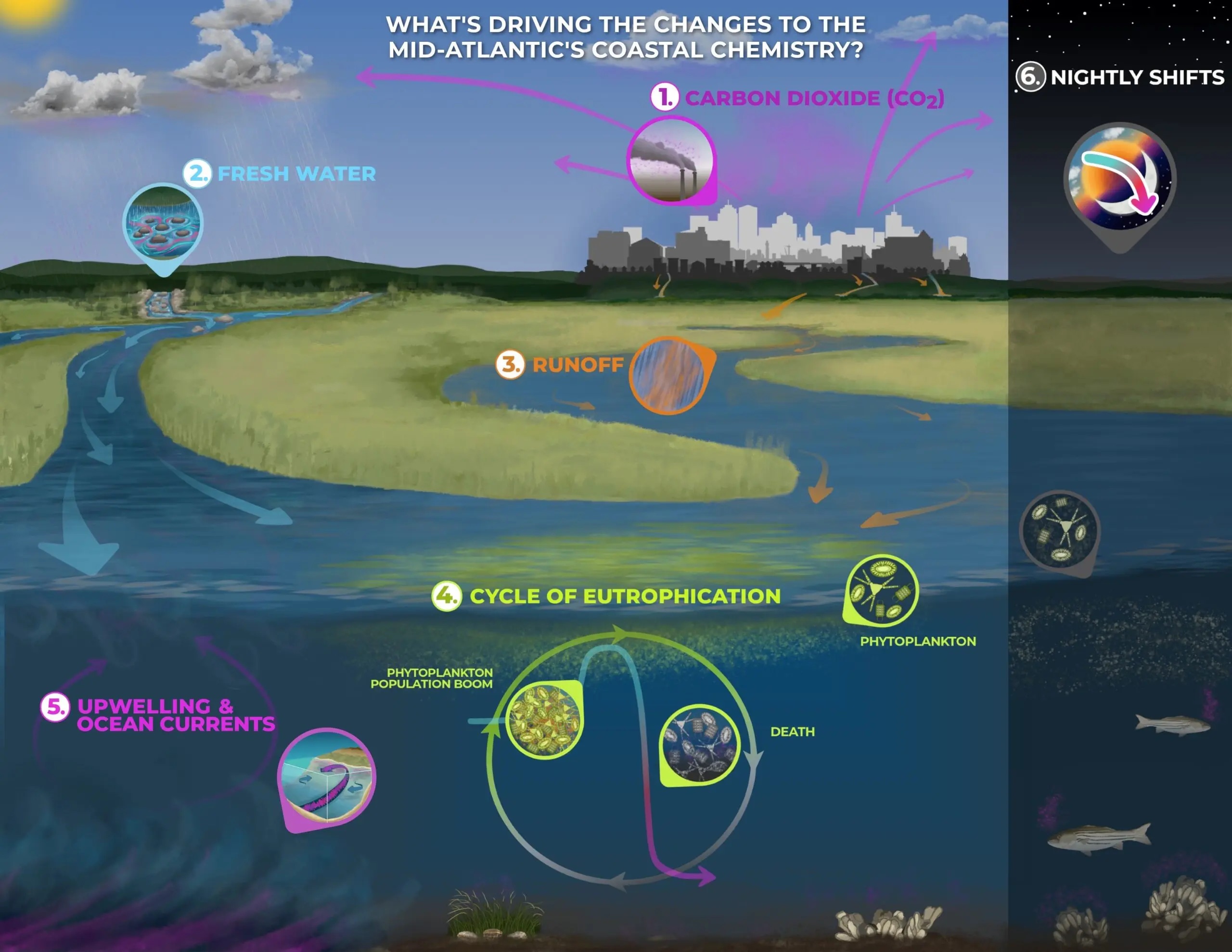 infographic on coastal acidification