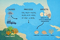 A graphic map of the Gulf of America with icons and short text about causes, processes and effects of acidification.