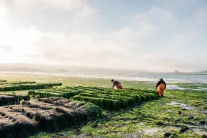California shellfish farmers on the tideflats. Image taken by Remy Hale and featured in the California Shellfish Growers Perception Summary
