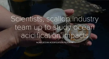 Scientists, scallop industry team up to study ocean acidification impacts